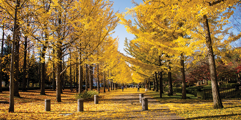 Kashmir Autumn